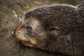Close-up of sleeping Antarctic fur seal pup