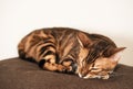 Close-up of a sleeping Bengal cat resting peacefully on a soft brown surface Royalty Free Stock Photo