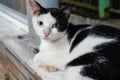 close up of a sleeping black and white striped cat Royalty Free Stock Photo