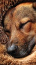 Close Up of a Sleeping Brown Dog Royalty Free Stock Photo