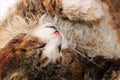 Close-up of a sleeping cat, a cat has found its home and is happy rescue animals from the street