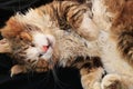 Close-up of a sleeping cat, a cat has found its home and is happy rescue animals from the street