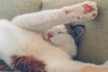 Close up of sleeping cat with his paws up