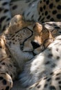 Close up of a sleeping cheetah