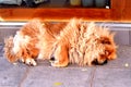 Close up of a sleeping dog on a road/red chow chow Royalty Free Stock Photo