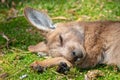 Close up of sleeping eastern grey forester kangaroo