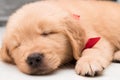 Close-up sleeping face of one month old golden retriever puppy Royalty Free Stock Photo