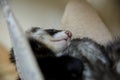 Close up of a sleeping ferret in a zoopark Royalty Free Stock Photo