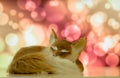 Close-up sleeping fox on the background of the bokee Royalty Free Stock Photo