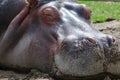 Close up of a sleeping hippopotamus