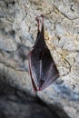 Bat hibernating in a cave. Bat hanging off the wall in a cave. Royalty Free Stock Photo