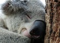 Close Up Of Sleeping Koala Bear Leaning Its Head Against A Trunk NSW Australia