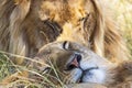 Close up at a sleeping lioness and a male lion in the grass Royalty Free Stock Photo