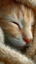 Close Up of a Sleeping Orange Kitten Royalty Free Stock Photo