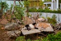 Close-up of a sleeping panda