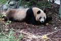 close up sleeping panda in Chengdu panda base