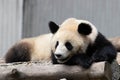 close up sleeping panda in Chengdu panda base