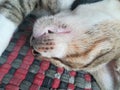 Close up sleeping pet cat in mat Royalty Free Stock Photo