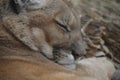 Close up of a sleeping puma