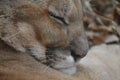 Close up of a sleeping puma