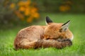 Close up of a sleeping red fox with a butterfly perched on a nose Royalty Free Stock Photo