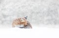 Close-up of a sleeping Red fox in the falling snow in winter Royalty Free Stock Photo