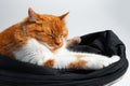 Close-up of sleeping red white cat on white background. Royalty Free Stock Photo