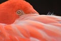 Close Up Of Sleeping, Resting Flamingo, Phoenicopteriformes