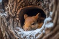 close-up of a sleeping squirrel in a cozy tree hole