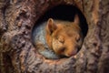 close-up of a sleeping squirrel in a cozy tree hole