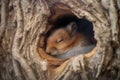 close-up of a sleeping squirrel in a cozy tree hole