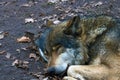 Close-up on a sleeping wolf in the forest Royalty Free Stock Photo