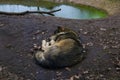 Close up the sleeping wolf in the woods in the water Royalty Free Stock Photo