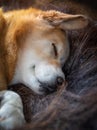 Close-up of a sleeping yellow Labrador Retriever dog lying on a long-haired rug of muskox