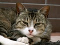 Close-up of a sleepy domestic gray male cat