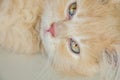 Sleepy Face Of Cute Pastel Persian Cat Lying On The House Floor