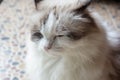 Close Up Sleepy Face Of Persian Cat