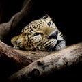 Close up sleepy Leopard Portrait