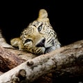 Close up sleepy Leopard Portrait