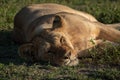 Close-up of sleepy lioness lying on grass