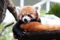 Close up Sleepy Red Panda, Lesser Panda , on the Tree