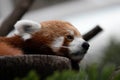 Close up Sleepy Red Panda, Lesser Panda , on the Tree