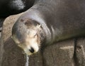 A Close Up of a Sleepy Sea Lion Royalty Free Stock Photo