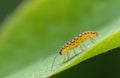 Close up of slender springtail Orchesella flavescens walking on green leaf. Yellow bug or insect with patterned black back Royalty Free Stock Photo