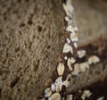 Close up of a slice of brown bread Royalty Free Stock Photo