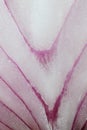 Close up the sliced red onion texture Royalty Free Stock Photo