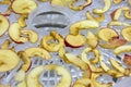 Close-up of slices of dried apples. Sliced fruits are laid out on the dryer deck. Source of vitamins and nutrients. Harvesting