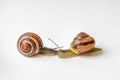 Close-up of slimy snails isolated on white Royalty Free Stock Photo