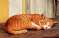 Close up of  sliping orange cat & x28; tabby cat & x29; Royalty Free Stock Photo