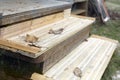 Close-up of the slippery wooden steps covered with snow